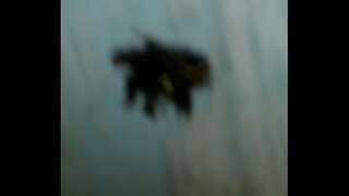 латиноамериканская камера apy дар эквадор бошад . centro historico putas ecuatorianas