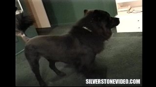 Алекс Дэйн Нэнси Вие Страпон