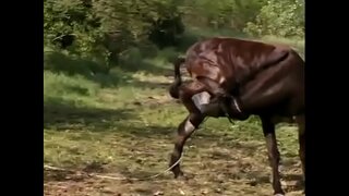 Tunde ત્રણ લોકો નુ સમૂહ ચોદન