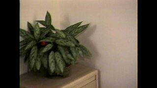 RẤT Ngài Peepers dơ dáy Vol7 - cảnh 2